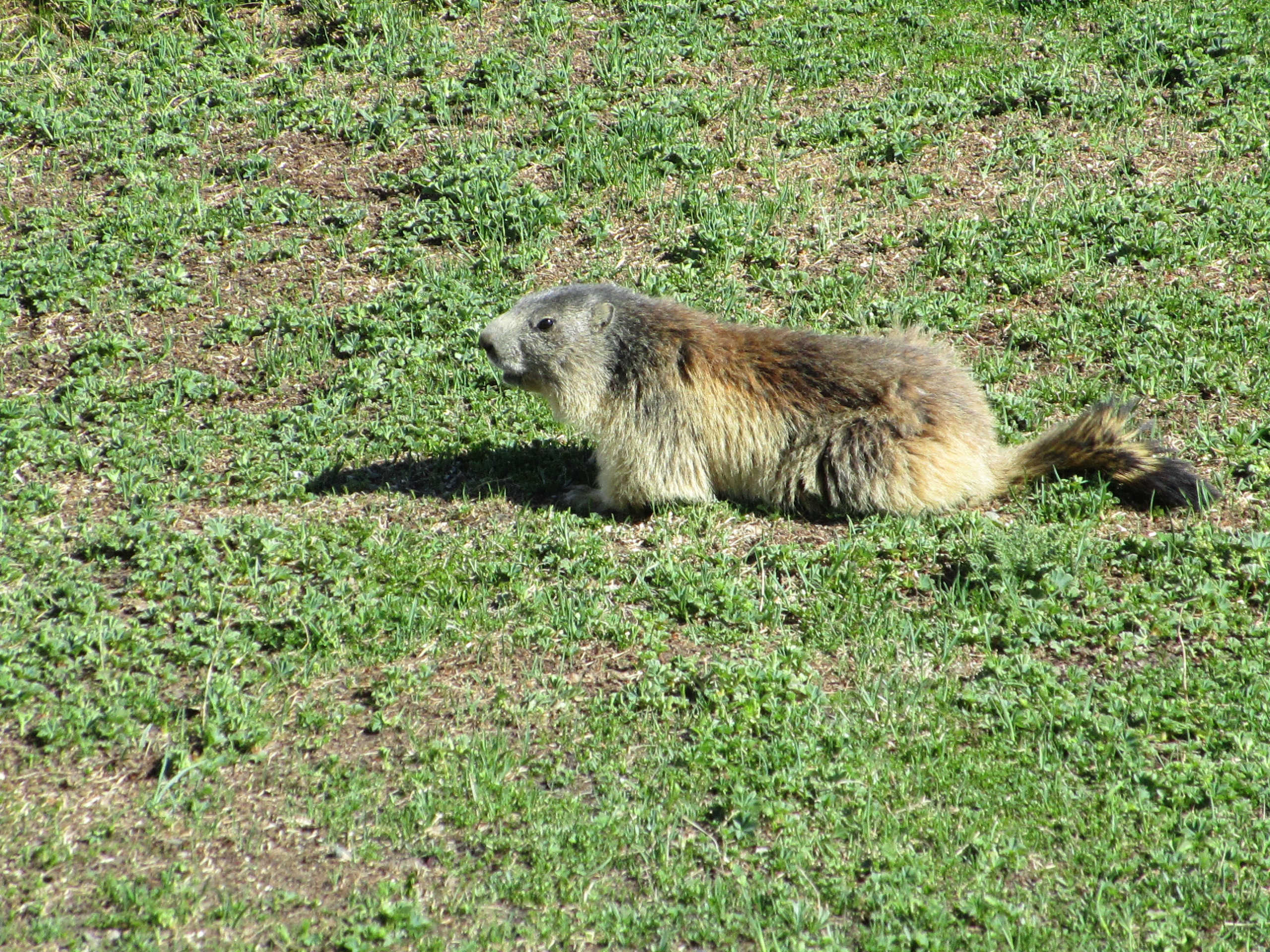 Marmotte