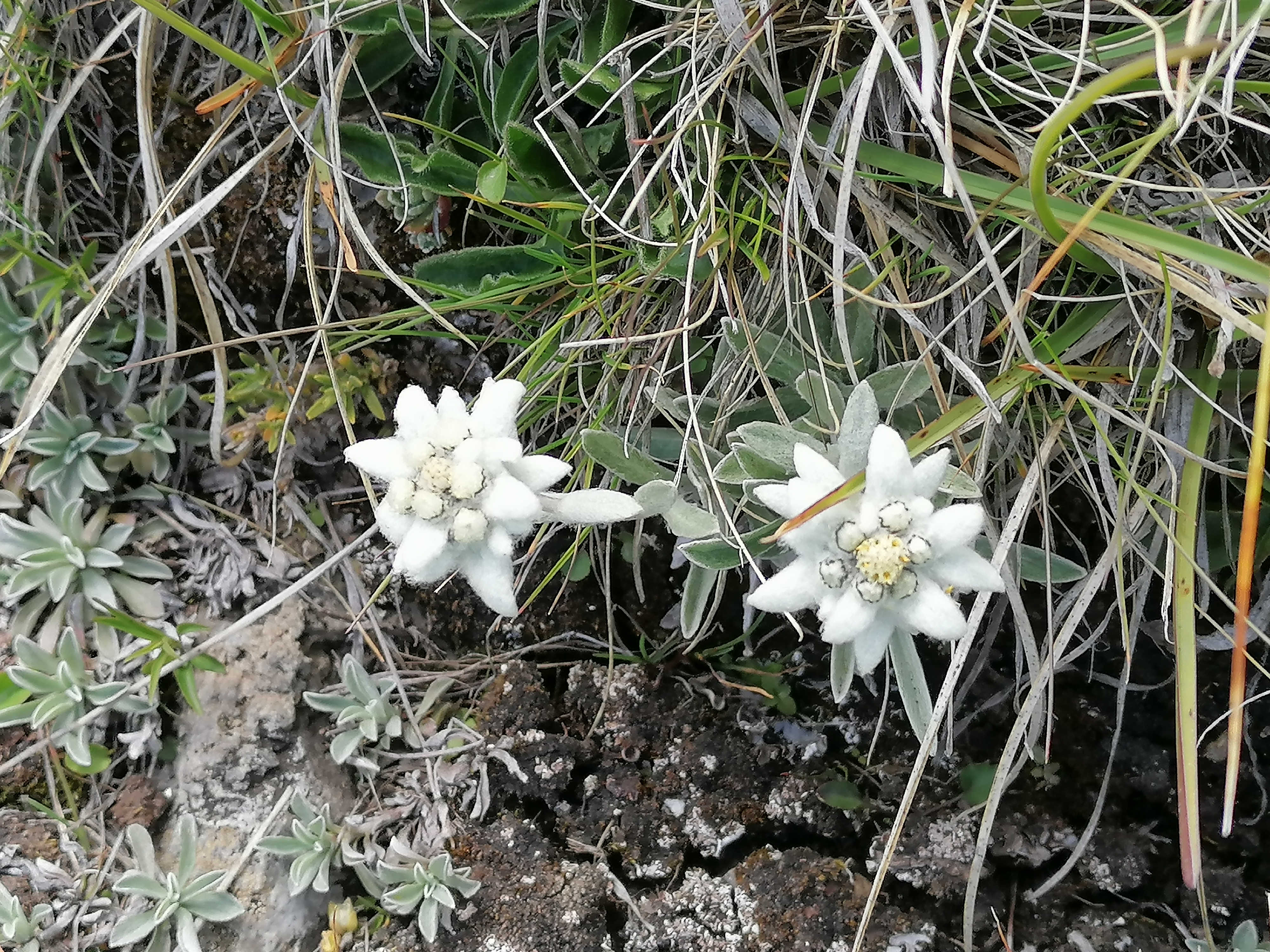 Edelweiss