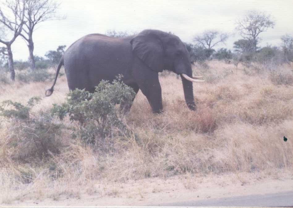 Elephant