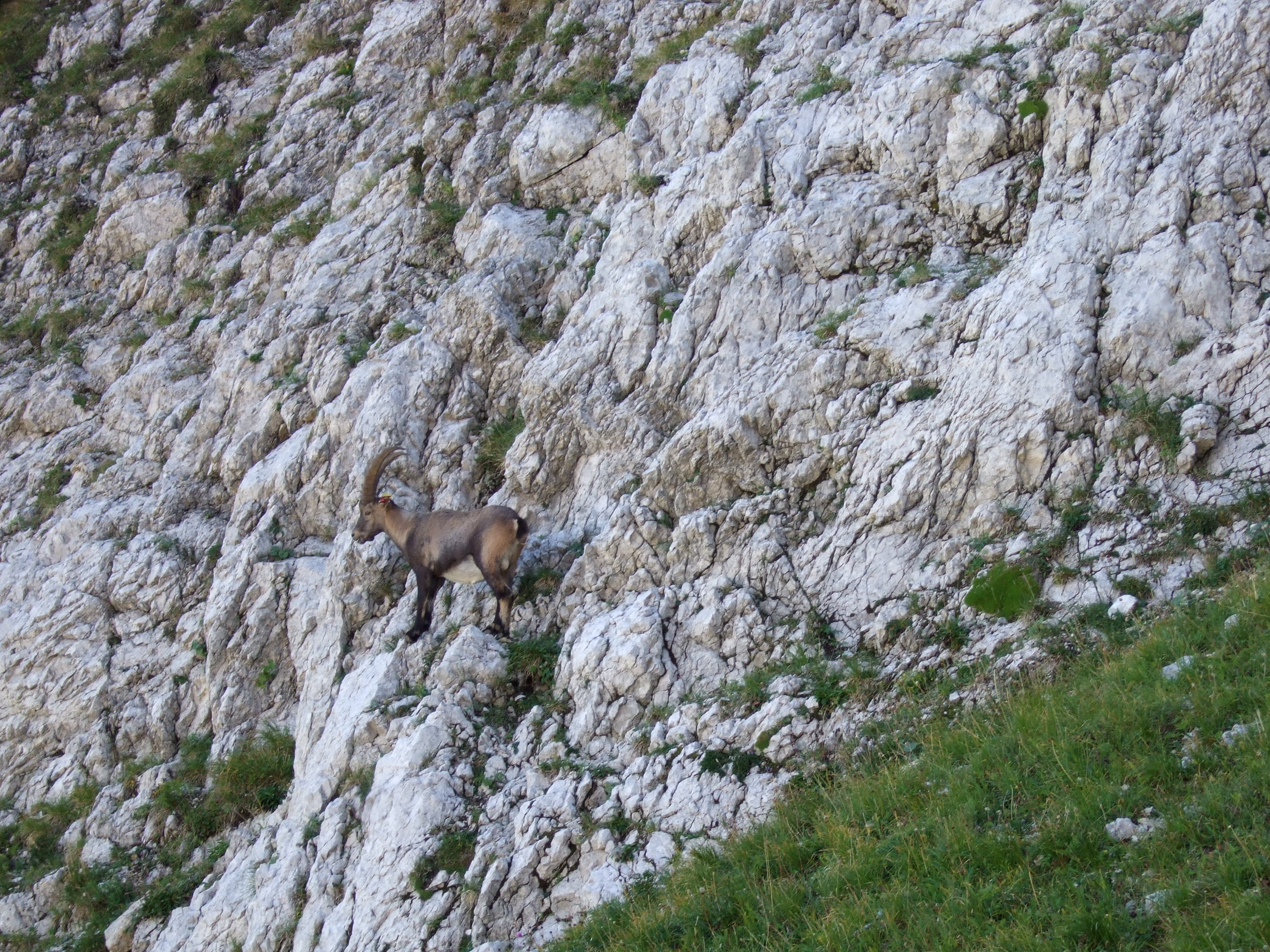 Bouquetin entre le Pas de la Ville et le Grand Veymont)