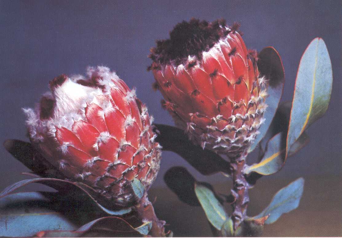 Protea barbigera