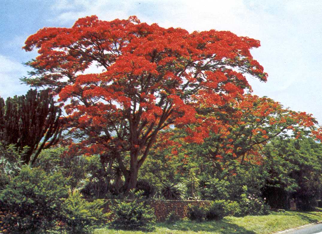 Arbre aux fleurs rouges