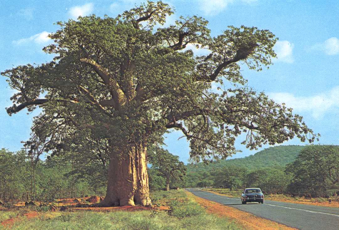 Baobab