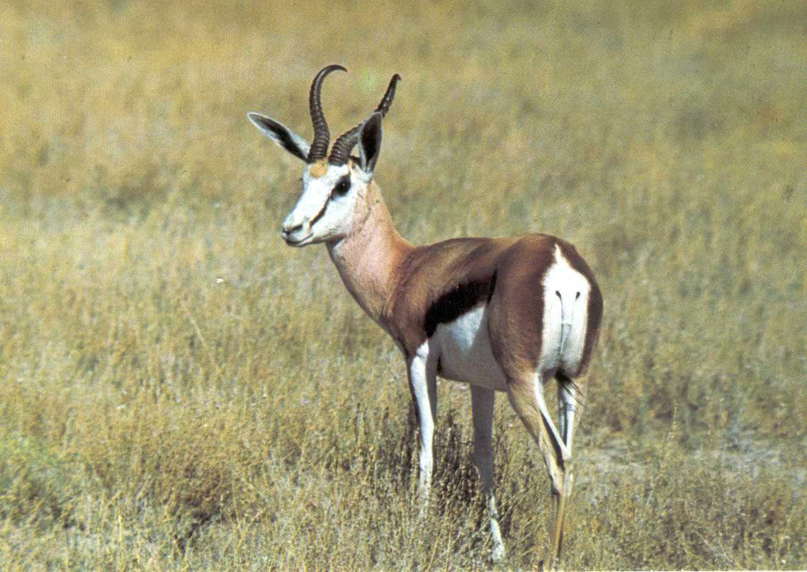 Springbok