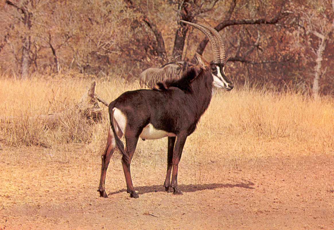 Antilope des sables