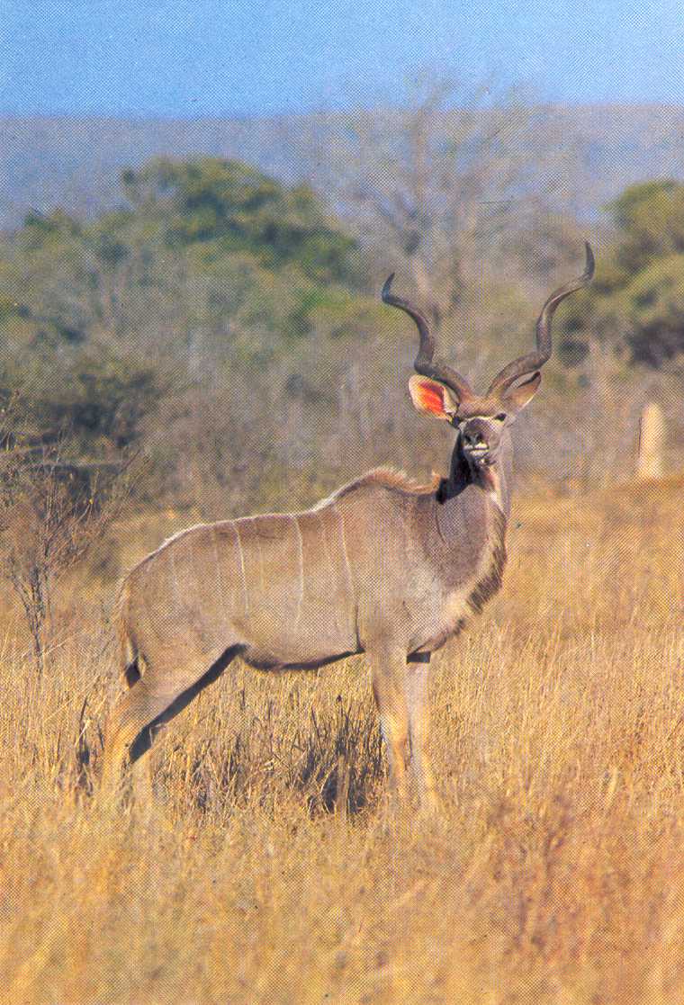 Kudu