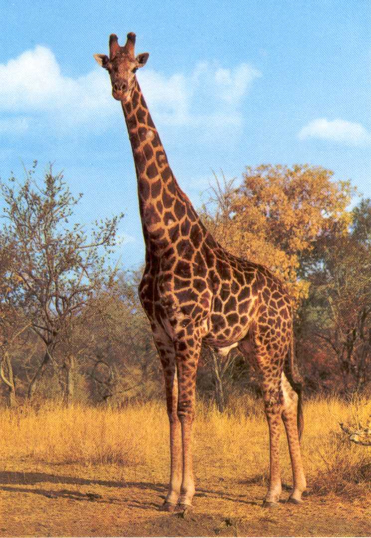 Girafe